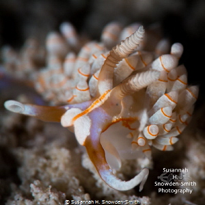 A tiny, beautiful nudibranch found in Grand Cayman.  Size... by Susannah H. Snowden-Smith 